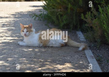 Nahaufnahme einer niedlichen rotbraunen und weißen Hauskatze, die auf einem sonnigen Kiesweg in der Nähe von üppiger grüner Vegetation liegt Stockfoto
