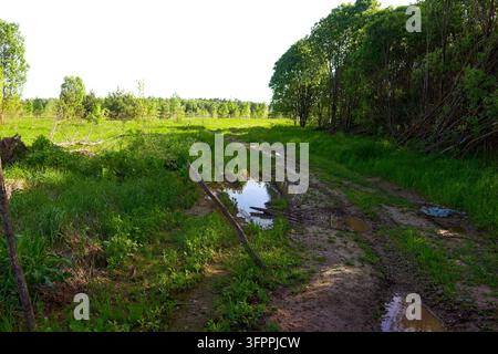 Muddy forest road with puddles cutting through lush green grass and dense summer trees under bright daylight Stockfoto