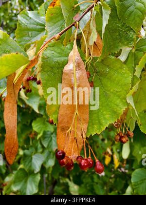 Eine detaillierte Makrofotografie von reifen Lindenbaum-Samen (Tilia) und kleinen nussartigen Früchten, die an ihren blassen Brakteen befestigt sind. Die Pflanze ist mit Frischem bedeckt. Stockfoto