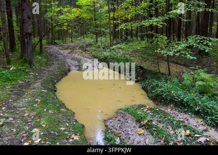 Großer schlammiger Pfuhl auf einem zerfurchten Feldweg, der sich tief durch einen stimmungsvollen, grünen Wildniswald mit feuchten Bäumen und Laub schneidet Stockfoto