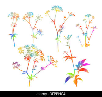 Buntes Dill-Pflanzen-Set. Vektorillustration. Stock Vektor