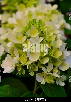Ein detailliertes Makrofoto, das die zarte Textur von weißem Viburnum opulus 'Roseum' (gemeinhin bekannt als Schneeballbaum oder Buldenezh) einfängt Stockfoto