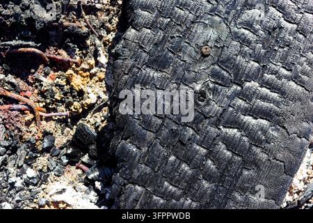 Detaillierte Makroaufnahme einer verkohlten Holzbretttextur mit tiefen Rissen und Kohleresten auf dem verkohlten Boden, die das raue Aftermath zeigend Stockfoto