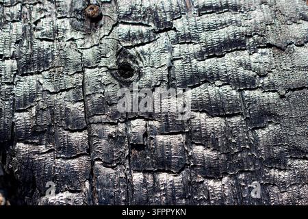 Nahaufnahme einer rustikalen verkohlten Holzbrettoberfläche mit tiefen Rissen und komplizierten geschwärzten Texturen von Feuerschäden, die dunkle Kohleeinschlüsse hervorhebt Stockfoto