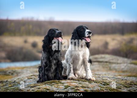 Zwei erwachsene, schöne schwarzweiß gefleckte russische Spaniels sitzen nebeneinander auf einem felsigen Hügel vor einem unscharfen natürlichen Landschaftshintergrund und schauen Stockfoto