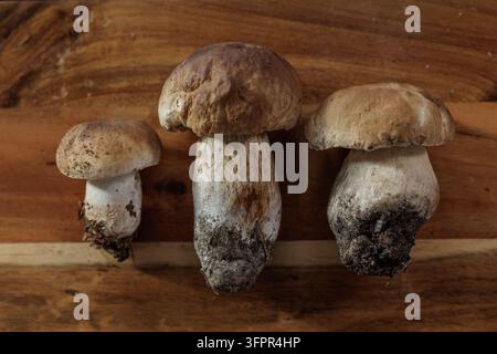 Drei frische Steinpilze mit anhaftender Erde sind auf rustikalem Holz angeordnet, was die Wildernte und ein kulinarisches Zutat für die Lebensmittelveröffentlichung veranschaulicht Stockfoto