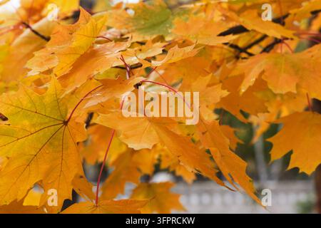 Nahaufnahme von lebhaften gelben und orangen Ahornblättern an einem frischen Herbsttag Stockfoto
