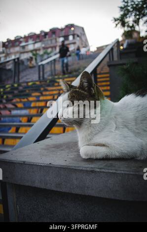 Eine weiß-graue Hauskatze ruht auf einer Steinbank neben einer Außentreppe in einer städtischen Umgebung. Stockfoto