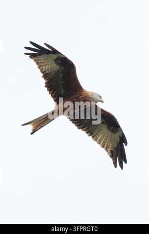 Roter Milan (Milvus milvus) im Flug vor einem blassen bewölkten Himmel in der Wildnis, Spanien, Oktober 2025 Stockfoto
