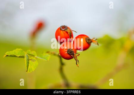Hundrose (Rosa canina), Hagebutten an einem Ast, Deutschland, Bayern Stockfoto