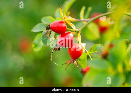 Hundrose (Rosa canina), Hagebutten an einem Ast, Deutschland, Bayern Stockfoto