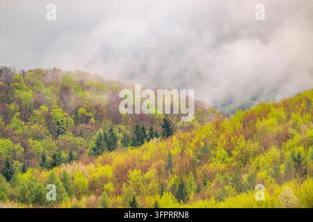 Blick über die Wälder mit blühenden Kirschbäumen an einem regnerischen Tag mit viel Nebel im Frühling, Slowakei, Karpaten, Horna Suca Stockfoto