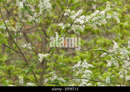 Europäischer Rotkehlchen (Erithacus rubecula), singt auf einer blühenden Vogelkirsche, Vorderansicht, Deutschland, Nordrhein-Westfalen Stockfoto