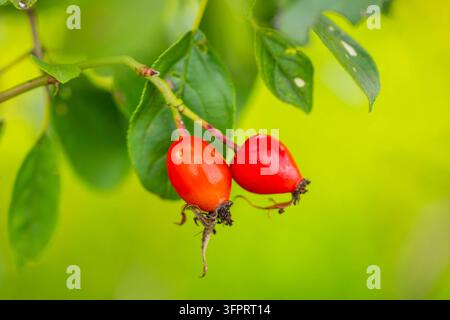 Hundrose (Rosa canina), Hagebutten an einem Ast, Deutschland, Bayern Stockfoto