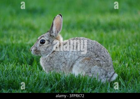 Waldkaninchen (Sylvilagus floridanus) auf Gras Stockfoto