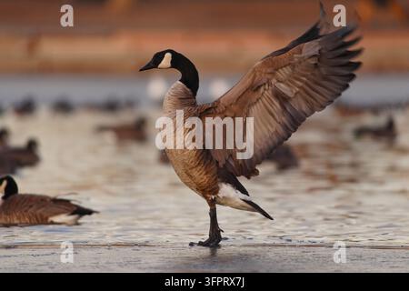 Kanada-Gans (Branta canadensis) mit schlagenden Flügeln Stockfoto