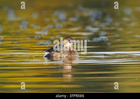 Pied – abgerechnet Grebe (Podilymbus Podiceps) auf dem Wasser Stockfoto