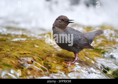Amerikanischer Tauchervogel (Cinclus mexicanus) in einem Bach Stockfoto