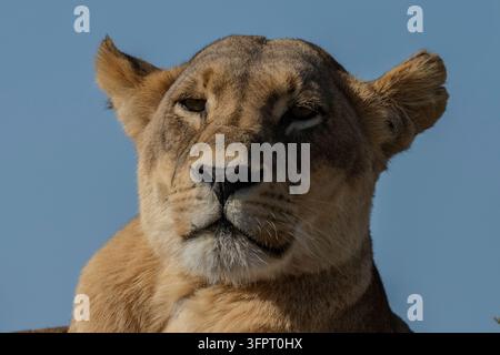 Löwin (Panthera leo) Porträtaufnahme, Okavango-Delta, Botswana Stockfoto