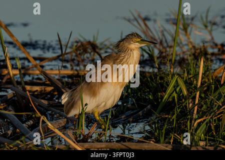 Okavango-Delta, Botswana, Stockfoto