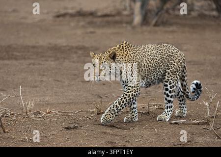 Leopard (Panthera pardus), Mashatu Wildreservat, Botsuana Stockfoto