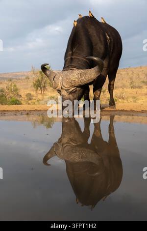 Cape buffalo (Syncerus Caffer), Zimanga Game Reserve, KwaZulu-Natal, Südafrika Stockfoto