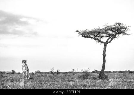 Cheetah (Acinonyx jubatus), Zimanga privates Wildreservat, KwaZulu-Natal, Südafrika Stockfoto