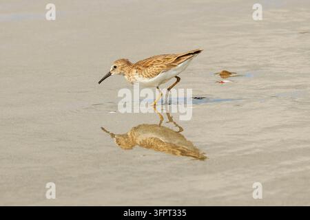 Flecken-Waldläufer (Actitis macularius) beim Fressen an Playa Guiones, einem langen Brandungsstrand und Meeresschutzgebiet, Nosara, Nicoya, Guanacaste, Costa Rica Stockfoto