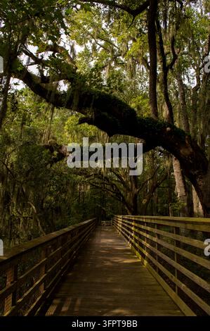 Holzsteg schlängelt sich unter uralten Eichen, die mit Spanischem Moos behangen sind, durch einen schattigen, ruhigen Lowcountry-Wald im Südosten der Vereinigten Staaten Stockfoto