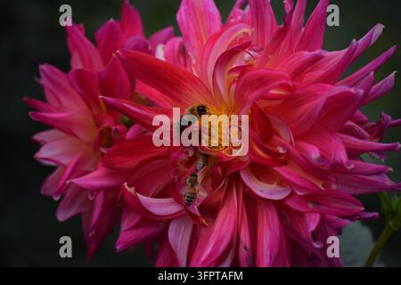 Extrem-Makro einer Gartendahlie (Dahlia pinnata) mit nach Nahrung suchenden Honigbienen, die Pollen aus dem gelben Zentrum sammeln, selektive Schärfentiefe. Stockfoto