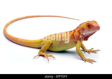 Vollständige Profilaufnahme einer farbenfrohen roten Albino-Iguana (Iguana iguana) mit lebhaften gelben und orangefarbenen Schuppen, die auf einem nahtlosen weißen Hintergrund posiert Stockfoto