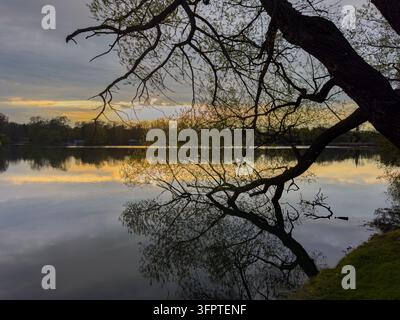 Sonnenuntergang auf dem See mit der Silhouette einer Trauerweide Stockfoto