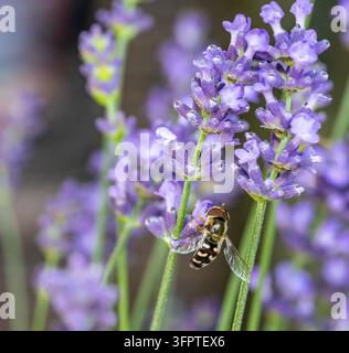 Hoverfly Syrphidae auf Lavendel 01 Stockfoto