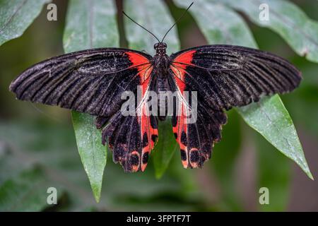 Scharlachschwalbenschwanz-Schmetterling auf Blatt Stockfoto