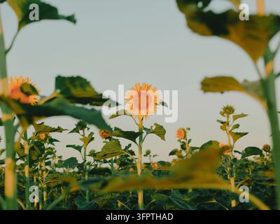 Sonnenblumen blühen auf einem Feld in der Landschaft der Pays de la Loire, Frankreich Stockfoto