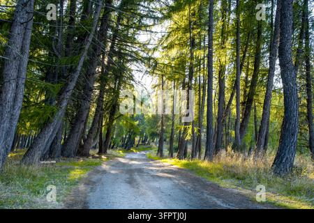 Straßenhintergrund, Automobil-Rückplatte, Schmutzspur, die durch Kiefernwald läuft Stockfoto
