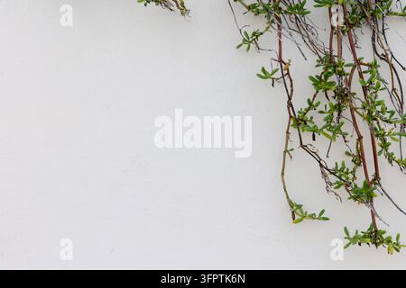 Zarte Sukkulentenranke mit kleinen grünen Blättern und rötlichen Stängeln, die an einer sauberen weißen Wand herunterhängen, minimalistischer Kopierraum Stockfoto