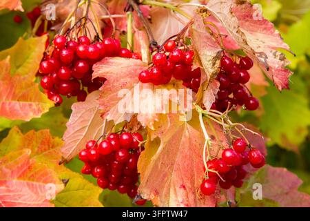Nasse Viburnum-Beeren an einem Herbst-Viburnum-Strauch. Rote reife Viburnum-Beeren Stockfoto