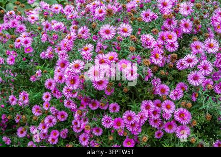 Ein großer Strauch mit vielen Asterblüten. Herbstblüte von rosa Asterblüten im Garten. Stockfoto