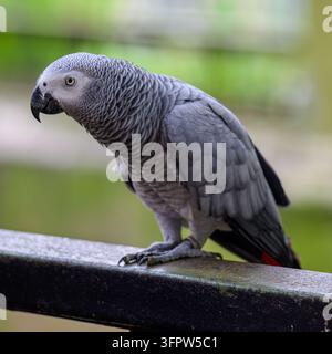 Ein ruhender Afrikanischer Graupapagei Stockfoto