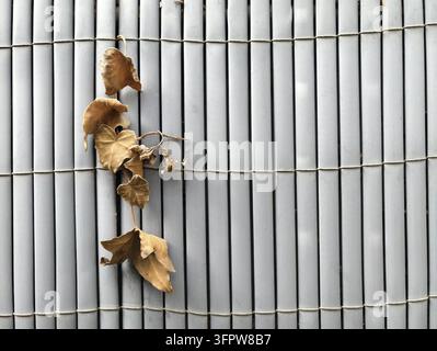 Trockene braune Blätter haften an vertikalen grauen Bambuslatten, die mit Seil gebunden sind, und erzeugen eine einfache natürliche Textur mit gedämpften Tönen. Stockfoto