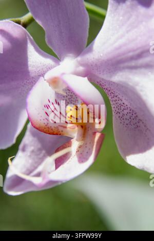 Nahaufnahme-Makroaufnahme einer zarten rosa Orchidee mit gesprenkelten Blütenblättern, einem gelb gefleckten Zentrum und weichem natürlichem Bokeh. Stockfoto