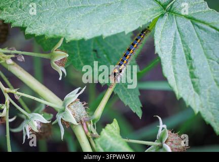 Raupe des Getränkemotten kriecht an einem Himstiel in einem Garten in Masowien, Polen Stockfoto