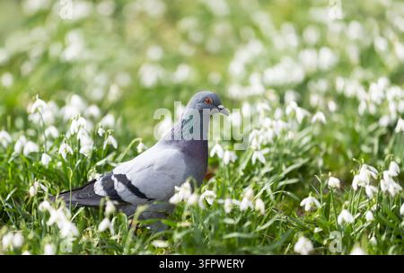 Eine verwilderte Taube läuft zwischen blühenden Schneeglöckchen auf einer Wiese im frühen Frühling, UK. Stockfoto