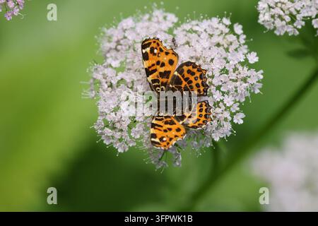 Mappe (Araschnia levana) in Rumänien, Juni 2026 Stockfoto