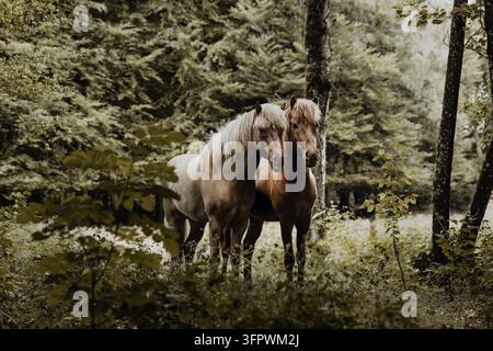 Zwei schöne Pferde kuscheln sich im Wald aneinander Stockfoto