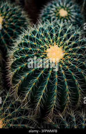 Goldener Barrel-Kaktus, Echinocactus grusonii, Ansicht von oben eines runden Kaktus mit Stacheln. Stockfoto