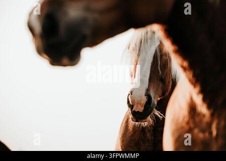 Nahaufnahme von zwei Pferden zur goldenen Stunde Stockfoto