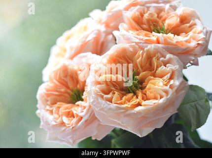 Ein Strauß weicher korallenroter Rosen mit grünen Mittelpunkten Peonysty Stockfoto