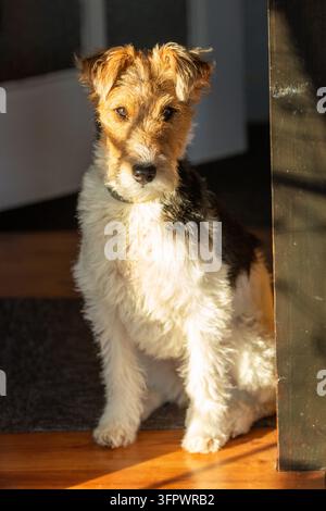 Ein Wire Fox Terrier sitzt drinnen im Sonnenlicht Stockfoto
